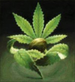 Logo Homegrown Fantaseeds