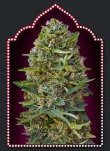 00 Seeds Bank Caramel Kush