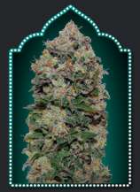 00 Seeds Bank Northern Lights