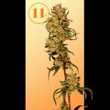 11s Genetics Orange Hotz