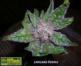 207 Seeds Emperor Purple