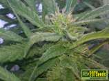 207 Seeds Pink Widow