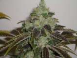 303 Seeds Jet-Fuel G6