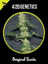 420 Genetics Jack Herer