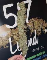 517 Legend Seed Co Fuck Face