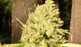 707 Seed Bank 707 Kush