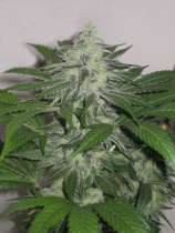 ABC Seeds Smokework Orange