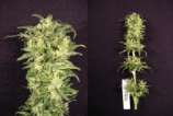 Afropips Seeds Triple Treat