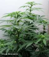 Alaska Cannabis Cache Durban Poison