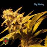 All-in Medicinal Seeds Big Marley