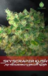 Alphakronik Genes Skyscraper Kush