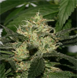 Alpine-Seeds Sweet Pink Grapefruit S1