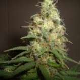 Amaranta Seeds Easy Bud