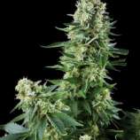 Amaranta Seeds White Widow