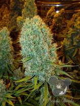 Anesia Seeds Big Bazooka