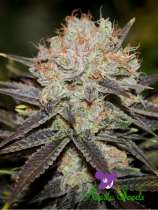 Anesia Seeds Chocolate Haze