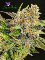 Anesia Seeds Strawberry Kush