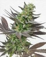 Arcana Seed & Genetics Company Milky Black Cheezuz