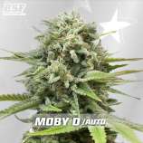 BSF Seeds Moby-D XXL Auto