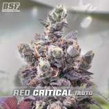 BSF Seeds Red Critical Auto