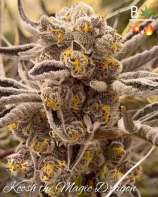 Beleaf Cannabis Koosh the Magic Dragon