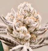 Beleaf Cannabis Truffalaho #2