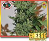 Big Buddha Seeds Cheese Automatic