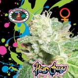 Big Buddha Seeds Head Cheese