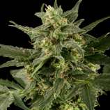 Black Skull Seeds Auto Pineapple Gum