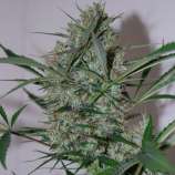 Black Skull Seeds Speed Haze