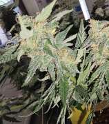 Black Skull Seeds Stardawg