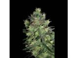 Blim Burn Seeds AK Automatic