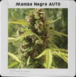 Blim Burn Seeds Mamba Negra Auto