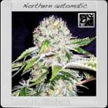 Blim Burn Seeds Northern Automatic