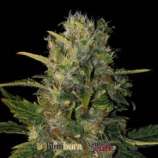 Blim Burn Seeds Santa Muerte