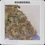 Blim Burn Seeds Sour Diesel