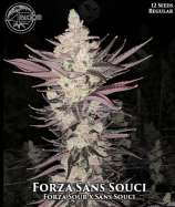 Bloom Seed Co Forza Sans Souci
