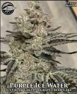 Bloom Seed Co Purple Ice Water