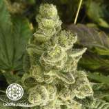 Bodhi Seeds Space Cake