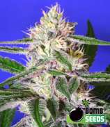 Bomb Seeds Cheese Bomb