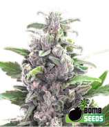 Bomb Seeds THC Bomb