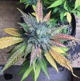 Boneyard Seeds Norcal Angel Berries