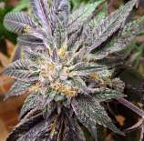 Boneyard Seeds Norcal Mudbone