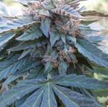 Boneyard Seeds Norcal Savage Kush