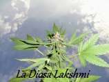 Breeders La Diosa Lakshmi