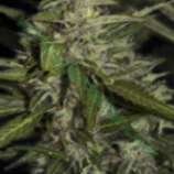 Bulk Seed Bank Auto Mazar