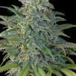 Bulk Seed Bank Big Bud