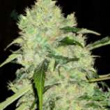 Bulk Seed Bank Bubblegum Extra