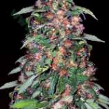 Bulk Seed Bank Original Orange Bud