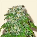 Bulk Seeds Big Bud